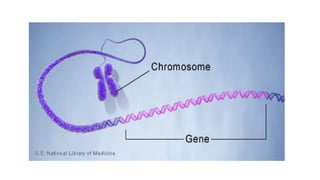 plantbiotechnologydrew-190124090457.pdf