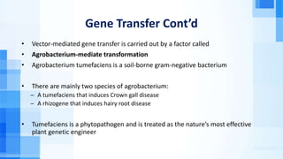 Gene Transfer Cont’d
• Vector-mediated gene transfer is carried out by a factor called
• Agrobacterium-mediate transformation
• Agrobacterium tumefaciens is a soil-borne gram-negative bacterium
• There are mainly two species of agrobacterium:
̶ A tumefaciens that induces Crown gall disease
̶ A rhizogene that induces hairy root disease
• Tumefaciens is a phytopathogen and is treated as the nature’s most effective
plant genetic engineer
 