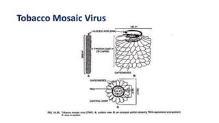 Tobacco Mosaic Virus
 