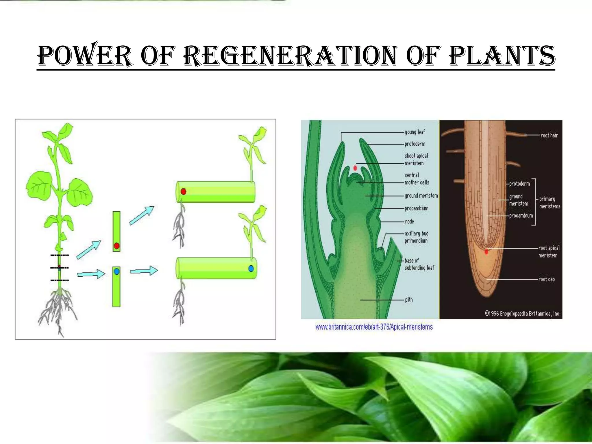 Power of regeneration of plants