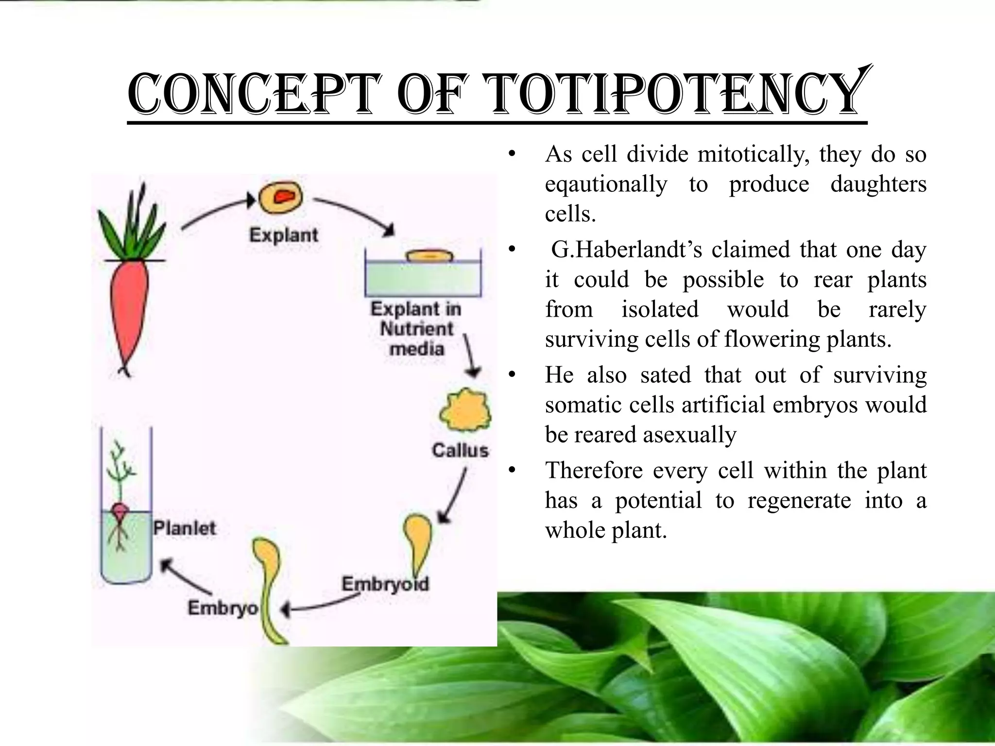 Concept of totipotencyAs cell divide mitotically, they do so eqautionally to produce daughters cells.G.Haberlandt’s claimed that one day it could be possible to rear plants from isolated would be rarely surviving cells of flowering plants.He also sated that out of surviving somatic cells artificial embryos would be reared asexually Therefore every cell within the plant has a potential to regenerate into a whole plant.