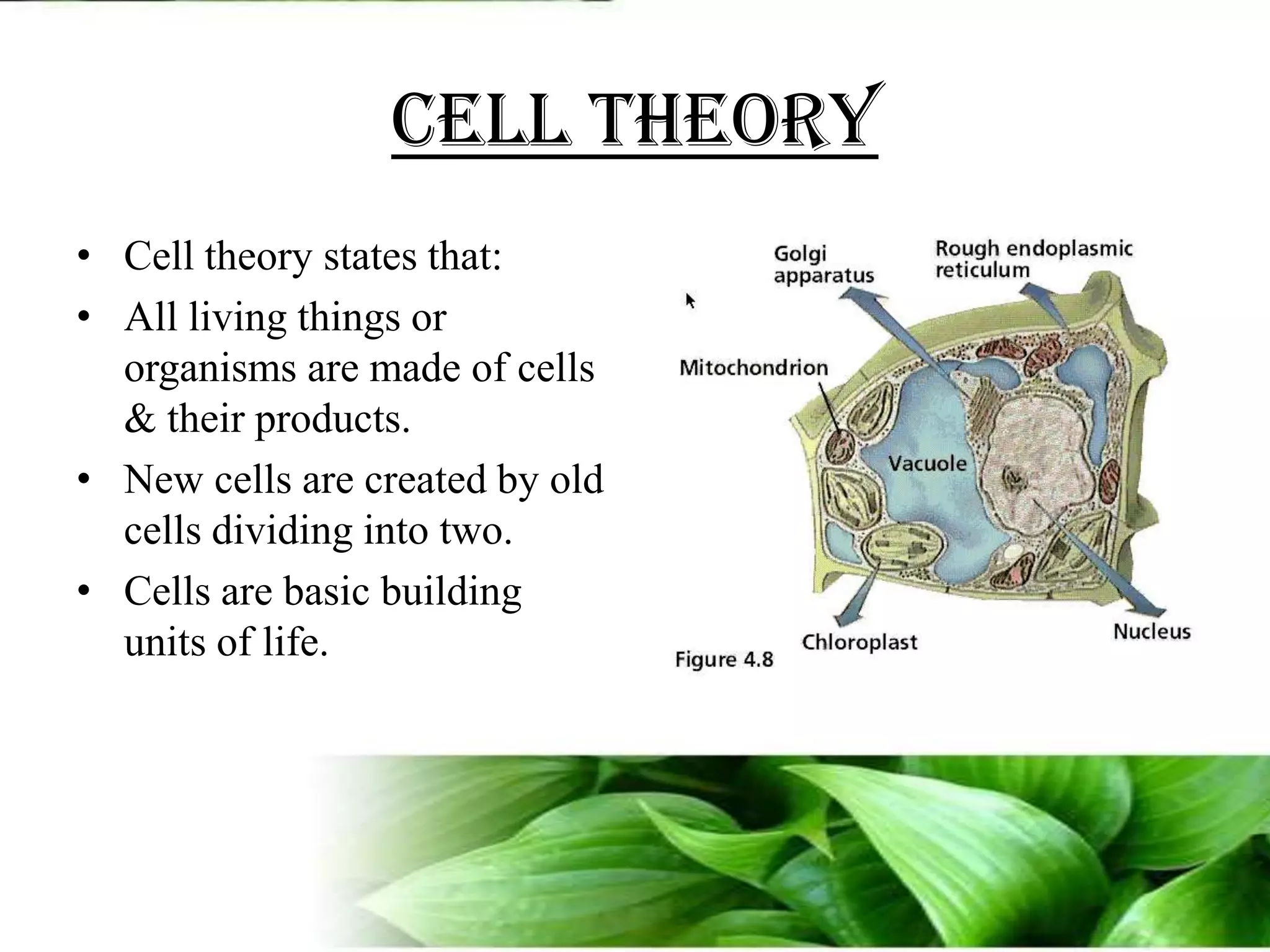 Cell TheoryCell theory states that:All living things or organisms are made of cells & their products.New cells are created by old cells dividing into two.Cells are basic building units of life.