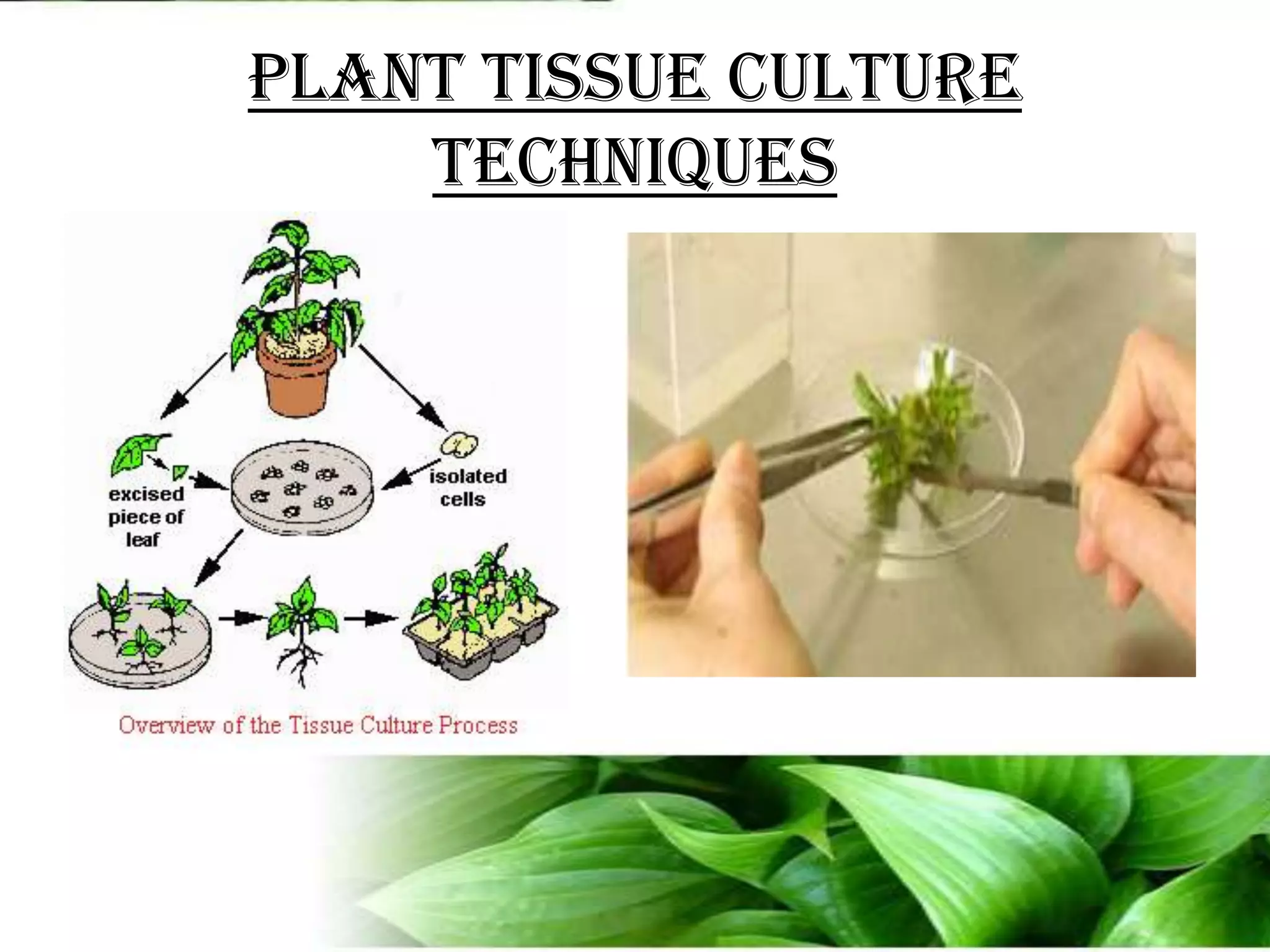 Plant tissue culture techniques