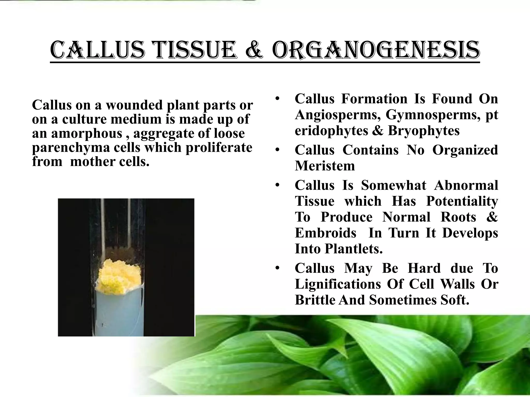 Callus tissue & organogenesisCallus Formation Is Found On Angiosperms, Gymnosperms, pteridophytes& BryophytesCallus Contains No Organized MeristemCallus Is Somewhat Abnormal Tissue which Has Potentiality To Produce Normal Roots & EmbroidsIn Turn It Develops Into Plantlets.Callus May Be Hard due To Lignifications Of Cell Walls Or Brittle And Sometimes Soft.Callus on a wounded plant parts or on a culture medium is made up of an amorphous , aggregate of loose parenchyma cells which proliferate from  mother cells.