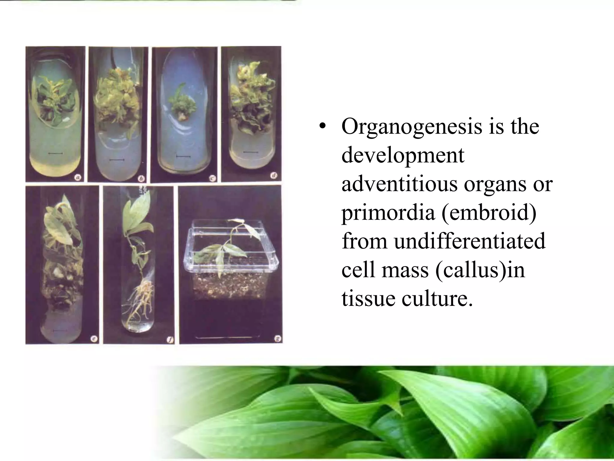 Organogenesis is the development adventitious organs or primordia (embroid) from undifferentiated cell mass (callus)in tissue culture.