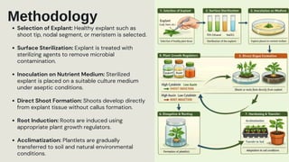 Advanced Techniques in Haploid and Triploid Plant Production and ...