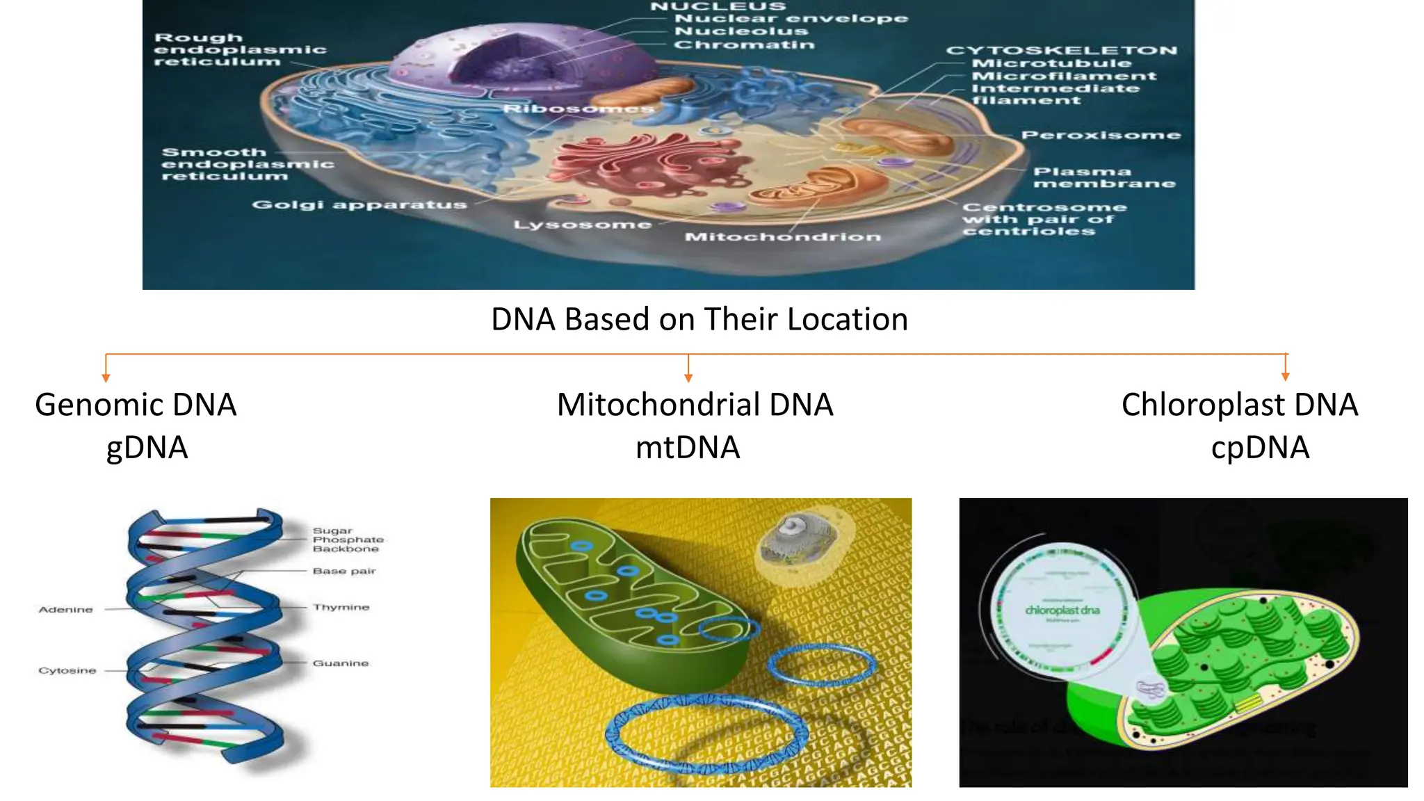 DNA Based on Their Location
Genomic DNA Mitochondrial DNA Chloroplast DNA
gDNA mtDNA cpDNA
 