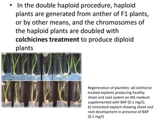 plant breeding.pptx