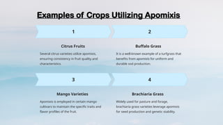 Apomixis and its commercial utilisation.pptx