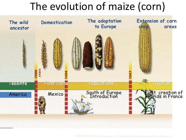b4fa-2012-uganda-genetic-engineering-crop-improvement-and-biotechnology-chris-leaver-4-638.jpg