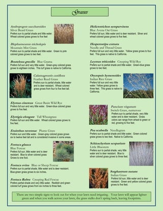 Grasses

Andropogon saccharoides                                                          Helictotrichon sempervirens
Silver Beard Grass                                                               Blue Avena Oat Grass
Prefers sun to partial shade and little water.                                   Prefers full sun, little water and is deer resistant. Silver and
Wheat colored grass grows to five feet                                           wheat colored grass grows to five feet.

Blepharneuron tricholepis                                                        Hesperostipa comata
Mountain Mist Grass                                                              Needle and Thread Grass
Prefers sun to partial shade and little water. Green to pink                     Prefers full sun and very little water. Yellow grass grows to four
colored grass grows to two feet.                                                 feet. This grass is native to California.

Bouteloua grecilis Blue Grama                                                    Leymus triticoides Creeping Wild Rye
Prefers full sun and very little water. Green-grey colored grass                 Prefers sun to partial shade and little water. Green-blue grass
grows to eighteen inches. This turf grass is native to California.               grows to two feet.

                         Calamagrostis cutiflora                                 Oryzopsis hymenoides
                          Feather Reed Grass                                     Indian Rice Grass
                          Prefers sun to partial shade, little water             Prefers full sun and very little
                          and is deer resistant. Wheat colored                   water. Yellow grass grows to
                          grass grows from four to five feet tall.               three feet. This grass is native to
                                                                                 California.



Elymus cinereus Great Basin Wild Rye
Prefers full sun and very little water. Green-blue colored grass                                        Pancium virgatum
grows to five feet.                                                                                     Switch Grass, numerous
                                                                                                         Prefers sun to partial shade, very little
Elytrigia elongate Tall Wheatgrass                                                                       water and is deer resistant. Grass
Prefers full sun and little water. Wheat colored grass grows to                                          colors can range from wheat to green or
five feet.                                                                                               red, growing to five feet.


Erainthus ravennae Plume Grass                                                   Poa scabrella Needlegrass
Prefers sun and little water. Green-grey colored grass grows                     Prefers sun to partial shade and little water. Green colored
six to twelve feet tall and is considered invasive in some areas.                grass grows to two feet. Native to California.


Festuca glauca                                                                   Schizachyrium scoparium
Blue Fescue                                                                      Little Bluestem
Prefers full sun, little water and is deer                                       Prefers sun to partial shade, very little
resistant. Blue to silver colored grass                                          water and is deer resistant. Blue to
Grows to one foot.                                                               silver colored grass grows to three feet.


Festuca ovina Blue or Sheep Fescue
Prefers sun to partial shade, little water and is deer resistant.
Blue-green grass grows to six inches.                                                                  Sorghastrum nutans
                                                                                                        Indian Grass
Festuca Rubra Creeping Red Fescue                                                                       Prefers full sun, little water and is deer
                                                                                                        resistant. Green and yellow colored grass
Prefers partial shade and very little water. Reddish and green
                                                                                                        grows to five feet.
colored turf grass grows from six inches to three feet.


      There are two simple signs to look out for when your lawn need irrigating. Your lawn will appear lighter
          green and when you walk across your lawn, the grass stalks don’t spring back, leaving footprints.
 