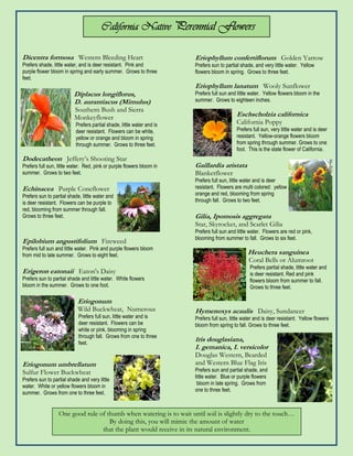 California Native Perennial Flowers

Dicentra formosa Western Bleeding Heart                                Eriophyllum confertiflorum Golden Yarrow
Prefers shade, little water, and is deer resistant. Pink and           Prefers sun to partial shade, and very little water. Yellow
purple flower bloom in spring and early summer. Grows to three         flowers bloom in spring. Grows to three feet.
feet.
                                                                       Eriophyllum lanatum Wooly Sunflower
                          Diplacus longiflorus,                        Prefers full sun and little water. Yellow flowers bloom in the
                          D. aurantiacus (Mimulus)                     summer. Grows to eighteen inches.
                          Southern Bush and Sierra
                          Monkeyflower                                                      Eschscholzia californica
                          Prefers partial shade, little water and is                        California Poppy
                          deer resistant. Flowers can be white,                             Prefers full sun, very little water and is deer
                          yellow or orange and bloom in spring                              resistant. Yellow-orange flowers bloom
                          through summer. Grows to three feet.                              from spring through summer. Grows to one
                                                                                            foot. This is the state flower of California.
Dodecatheon Jeffery’s Shooting Star
Prefers full sun, little water. Red, pink or purple flowers bloom in   Gaillardia aristata
summer. Grows to two feet.                                             Blanketflower
                                                                       Prefers full sun, little water and is deer
Echinacea Purple Coneflower                                            resistant. Flowers are multi colored: yellow
Prefers sun to partial shade, little water and                         orange and red, blooming from spring
is deer resistant. Flowers can be purple to                            through fall. Grows to two feet.
red, blooming from summer through fall.
Grows to three feet.                                                   Gilia, Ipomosis aggregata
                                                                       Star, Skyrocket, and Scarlet Gilia
                                                                       Prefers full sun and little water. Flowers are red or pink,
                                                                       blooming from summer to fall. Grows to six feet.
Epilobium angustifolium Fireweed
Prefers full sun and little water. Pink and purple flowers bloom
from mid to late summer. Grows to eight feet.                                                    Heuchera sanguinea
                                                                                                  Coral Bells or Alumroot
                                                                                                  Prefers partial shade, little water and
Erigeron eatonaii Eaton's Daisy                                                                   is deer resistant. Red and pink
Prefers sun to partial shade and little water. White flowers                                      flowers bloom from summer to fall.
bloom in the summer. Grows to one foot.                                                           Grows to three feet.

                            Eriogonum
                            Wild Buckwheat, Numerous                   Hymenoxys acaulis Daisy, Sundancer
                            Prefers full sun, little water and is      Prefers full sun, little water and is deer resistant. Yellow flowers
                            deer resistant. Flowers can be             bloom from spring to fall. Grows to three feet.
                            white or pink, blooming in spring
                            through fall. Grows from one to three
                            feet.
                                                                       Iris douglasiana,
                                                                       I. gemanica, I. versicolor
                                                                       Douglas Western, Bearded
Eriogonum umbrellatum                                                  and Western Blue Flag Iris
Sulfur Flower Buckwheat                                                Prefers sun and partial shade, and
                                                                       little water. Blue or purple flowers
Prefers sun to partial shade and very little
                                                                        bloom in late spring. Grows from
water. White or yellow flowers bloom in
                                                                       one to three feet.
summer. Grows from one to three feet.


                  One good rule of thumb when watering is to wait until soil is slightly dry to the touch…
                                    By doing this, you will mimic the amount of water
                                 that the plant would receive in its natural environment.
 