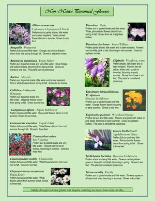 Non—
                                          Non—Native Perennial Flowers

                        Allium senescens                              Dianthus Pinks
                         Corkscrew Ornamental Onion                   Prefers sun to partial shade and little water.
                         Prefers sun to partial shade, little water   White, pink and red flowers bloom from
                         and is deer resistant. Violet colored        spring to fall. Grows from six to eighteen
                         flowers bloom in summer. Grows to one        inches.
                         foot.
                                                                      Dianthus barbatus Sweet William
Anagallis Pimpernel                                                   Prefers partial shade, little water and is deer resistant. Flowers
Prefers full sun and little water. Orange, red or blue flowers        can be white, pink or red, blooming in mid summer. Grows to
bloom from late spring through fall. Grows to eighteen inches.        eighteen inches.

Artemesia stelleriana Dusty Miller                                                                   Digitalis Foxglove, some
Prefers sun to partial shade and very little water. Silver foliage                                   Prefers shade, little water and is
with yellow flowers, blooming from spring to fall. Grows six                                         deer resistant. Flowers can be
inches to one foot. This plant can be poisonous.                                                     yellow, white, pink, purple or
                                                                                                     lavender, blooming in early
                                                                                                     summer. Grows from three to six
Aurina Allysum                                                                                       feet. This plant is considered
Prefers sun to partial shade, little water and is deer resistant.                                    poisonous.
Pink or white flowers bloom spring to fall. Grows to ten inches.

Callirhoe ivolucrata                                                  Erysimum hieraciifolium,
Winecups                                                              E. alpinum
Prefers sun to partial shade and
little water. Magenta flowers bloom                                   Siberian Wallflower
from spring to fall. Grows to one foot.                               Prefers sun to partial shade and little
                                                                      water. Orange flowers bloom in spring
                                                                      to early summer. Grows to two feet.
Campanula alpina Alpine Bellflower
Prefers shade and little water. Blue-violet flowers bloom in mid
summer. Grows to six inches.                                          Euphorbia palmeri Woodland Spurge
                                                                      Prefers full sun and little water. Flowers are green with yellow or
                                                                      pink detail, blooming in early summer. Grows to eighteen
Catananche caerulea Cupid's Dart                                      inches. This plant is considered poisonous.
Prefers full sun and little water. Violet flowers bloom from mid
summer through fall. Grows to three feet.
                                                                                                     Gaura lindheimeri
                                                                                                     Appleblossom Grass
                          Centranthus ruber                                                          Prefers full sun and very little
                          Red Valerian                                                               water. Pink and white flowers
                          Prefers sun to partial shade and very                                      bloom from spring to fall . Grows
                          little water. Flowers can be red or                                        to three feet.
                          fuchsia, blooming in summer. Grows to
                          three feet.
                                                                      Helleborus foetidus Bearpaw Helleborus
Chamomelum nobile Chamomile                                           Prefers shade and very little water. Flowers can be yellow–
Prefers full sun and little water. White flowers bloom from sum-      green or blue with red detail, blooming in spring. Grows to two
mer to fall. Grows to two feet.                                       feet. This plant is considered poisonous.

Chrysantemum maximum                                                  Hemerocallis Daylily
Shasta Daisy                                                          Prefers sun to partial shade and little water. Flowers appear in
Prefers full sun and little water. White                              all colors but blue, blooming in summer. Grows to four feet.
flowers bloom from summer to fall. Grows
to three feet.

                        Mildly drought tolerant plants will require watering no more than twice weekly.
 