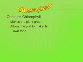 Plant Cell