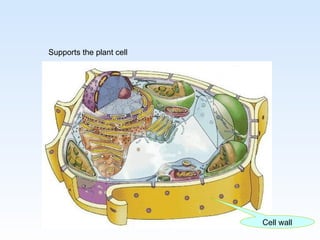 Cell wall Supports the plant cell 
