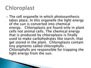    The cell organelle in which photosynthesis
    takes place. In this organelle the light energy
    of the sun is converted into chemical
    energy. Chloroplasts are found only in plant
    cells not animal cells. The chemical energy
    that is produced by chloroplasts is finally
    used to make carbohydrates like starch, that
    get stored in the plant. Chloroplasts contain
    tiny pigments called chlorophylls .
    Chlorophylls are responsible for trapping the
    light energy from the sun.
 