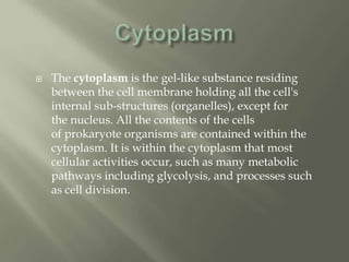    The cytoplasm is the gel-like substance residing
    between the cell membrane holding all the cell's
    internal sub-structures (organelles), except for
    the nucleus. All the contents of the cells
    of prokaryote organisms are contained within the
    cytoplasm. It is within the cytoplasm that most
    cellular activities occur, such as many metabolic
    pathways including glycolysis, and processes such
    as cell division.
 