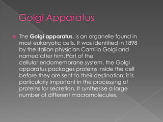    The Golgi apparatus, is an organelle found in
    most eukaryotic cells. It was identified in 1898
    by the Italian physician Camillo Golgi and
    named after him. Part of the
    cellular endomembrane system, the Golgi
    apparatus packages proteins inside the cell
    before they are sent to their destination; it is
    particularly important in the processing of
    proteins for secretion. It synthesise a large
    number of different macromolecules.
 