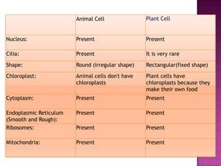 Animal Cell               Plant Cell


Nucleus:                Present                   Present

Cilia:                  Present                   It is very rare

Shape:                  Round (irregular shape)   Rectangular(fixed shape)

Chloroplast:            Animal cells don't have   Plant cells have
                        chloroplasts              chloroplasts because they
                                                  make their own food
Cytoplasm:              Present                   Present

Endoplasmic Reticulum   Present                   Present
(Smooth and Rough):
Ribosomes:              Present                   Present

Mitochondria:           Present                   Present
 