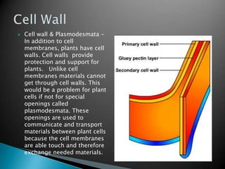    Cell wall & Plasmodesmata -
    In addition to cell
    membranes, plants have cell
    walls. Cell walls provide
    protection and support for
    plants. Unlike cell
    membranes materials cannot
    get through cell walls. This
    would be a problem for plant
    cells if not for special
    openings called
    plasmodesmata. These
    openings are used to
    communicate and transport
    materials between plant cells
    because the cell membranes
    are able touch and therefore
    exchange needed materials.
 