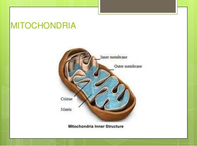 Plant cell