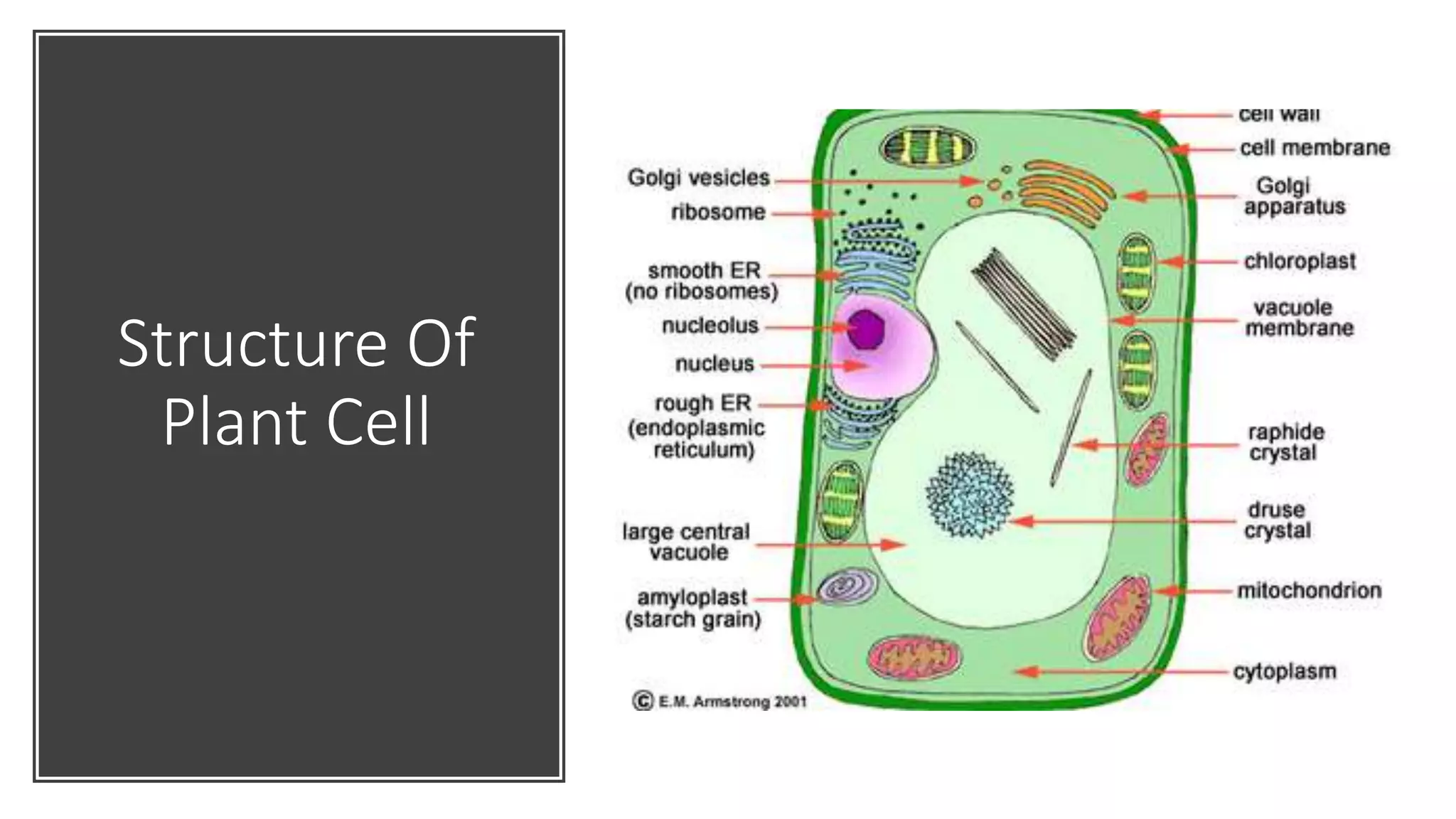 Structure Of A Cell A Level