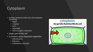 Cytoplasm
• Gell like substance within the cell membrane
containing:
• Water
• Enzymes
• Salts
• Organelles
• Various organic molecules
• Larger part of the cell
• It contains some important organelles
• Mitochondria
• Ribosmes
• Endoplasmic reticulum
 