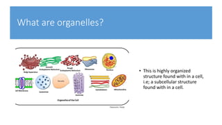 What are organelles?
• This is highly organized
structure found with in a cell,
i.e; a subcellular structure
found with in a cell.
 