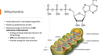 Mitochondria
• Small spherical or rod-shaped organelles
• Known as powerhouse of cells
• Released energy in the form of ATP
(adenosine triphosphate)
• Energy carrying molecules found in all
living things
• ATPs are like batteries in cells.
• Provide energy for vital activities
 