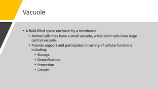 Vacuole
• A fluid-filled space enclosed by a membrane.
• Animal cells may have a small vacuole, while plant cells have large
central vacuole.
• Provide support and participates in variety of cellular functions
including:
• Storage
• Detoxification
• Protection
• Growth
 