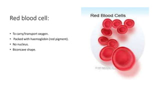 Red blood cell:
• To carry/transport oxygen.
• Packed with haemoglobin (red pigment).
• No nucleus.
• Biconcave shape.
 