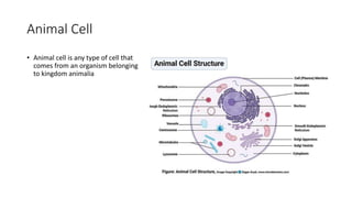 Animal Cell
• Animal cell is any type of cell that
comes from an organism belonging
to kingdom animalia
 