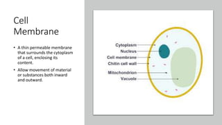 Cell
Membrane
• A thin permeable membrane
that surrounds the cytoplasm
of a cell, enclosing its
content.
• Allow movement of material
or substances both inward
and outward.
 