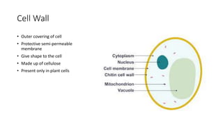 Cell Wall
• Outer covering of cell
• Protective semi-permeable
membrane
• Give shape to the cell
• Made up of cellulose
• Present only in plant cells
 