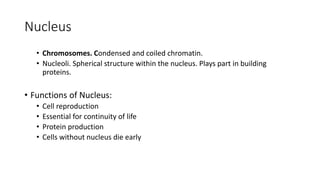 Nucleus
• Chromosomes. Condensed and coiled chromatin.
• Nucleoli. Spherical structure within the nucleus. Plays part in building
proteins.
• Functions of Nucleus:
• Cell reproduction
• Essential for continuity of life
• Protein production
• Cells without nucleus die early
 