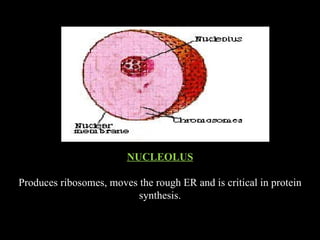 •Produces ribosomes, moves the rough ER and is critical in protein synthesis.




                                  NUCLEOLUS

Produces ribosomes, moves the rough ER and is critical in protein
                          synthesis.
 