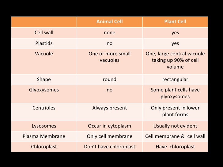Plant Cell.Ppt.Final