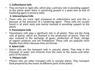 1. Collenchyma Cells
• They are hard or rigid cells, which play a primary role in providing support
to the plants when there is restraining growth in a plant due to lack of
hardening agent in primary walls.
2. Sclerenchyma Cells
• These cells are more rigid compared to collenchyma cells and this is
because of the presence of a hardening agent. These cells are usually
found in all plant roots and mainly involved in providing support to the
plants.
3. Parenchyma Cells
• Parenchyma cells play a significant role in all plants. They are the living
cells of plants, which are involved in the production of leaves. They are
also involved in the exchange of gases, production of food, storage
of organic products and cell metabolism. These cells are typically more
flexible than others because they are thinner.
4. Xylem Cells
• Xylem cells are the transport cells in vascular plants. They help in the
transport of water and minerals from the roots to the leaves and other
parts of the plants.
5. Phloem Cells
• Phloem cells are other transport cells in vascular plants. They transport
food prepared by the leaves to different parts of the plants.
 