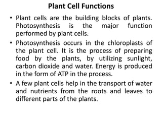 Plant Cell Functions
• Plant cells are the building blocks of plants.
Photosynthesis is the major function
performed by plant cells.
• Photosynthesis occurs in the chloroplasts of
the plant cell. It is the process of preparing
food by the plants, by utilizing sunlight,
carbon dioxide and water. Energy is produced
in the form of ATP in the process.
• A few plant cells help in the transport of water
and nutrients from the roots and leaves to
different parts of the plants.
 