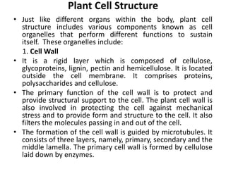 Plant Cell Structure
• Just like different organs within the body, plant cell
structure includes various components known as cell
organelles that perform different functions to sustain
itself. These organelles include:
1. Cell Wall
• It is a rigid layer which is composed of cellulose,
glycoproteins, lignin, pectin and hemicellulose. It is located
outside the cell membrane. It comprises proteins,
polysaccharides and cellulose.
• The primary function of the cell wall is to protect and
provide structural support to the cell. The plant cell wall is
also involved in protecting the cell against mechanical
stress and to provide form and structure to the cell. It also
filters the molecules passing in and out of the cell.
• The formation of the cell wall is guided by microtubules. It
consists of three layers, namely, primary, secondary and the
middle lamella. The primary cell wall is formed by cellulose
laid down by enzymes.
 