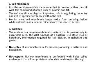 2. Cell membrane
• It is the semi-permeable membrane that is present within the cell
wall. It is composed of a thin layer of protein and fat.
• The cell membrane plays an important role in regulating the entry
and exit of specific substances within the cell.
• For instance, cell membrane keeps toxins from entering inside,
while nutrients and essential minerals are transported across.
3. Nucleus
• The nucleus is a membrane-bound structure that is present only in
eukaryotic cells. The vital function of a nucleus is to store DNA or
hereditary information required for cell division, metabolism and
growth.
 Nucleolus: It manufactures cell’s protein-producing structures and
ribosomes.
 Nucleopore: Nuclear membrane is perforated with holes called
nucleopore that allows proteins and nucleic acids to pass through.
 