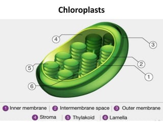 Chloroplasts
 
