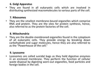 6. Golgi Apparatus
• They are found in all eukaryotic cells which are involved in
distributing synthesized macromolecules to various parts of the cell.
7. Ribosomes
• They are the smallest membrane-bound organelles which comprise
RNA and protein. They are the sites for protein synthesis, hence,
also referred to as the protein factories of the cell.
8. Mitochondria
• They are the double-membraned organelles found in the cytoplasm
of all eukaryotic cells. They provide energy by breaking down
carbohydrate and sugar molecules, hence they are also referred to
as the “Powerhouse of the cell.”
9. Lysosome
• Lysosomes are called suicidal bags as they hold digestive enzymes
in an enclosed membrane. They perform the function of cellular
waste disposal by digesting worn-out organelles, food particles and
foreign bodies in the cell.
 