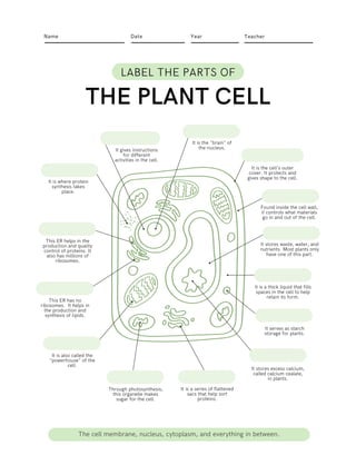 Name Year
Date Teacher
LABEL THE PARTS OF
THE PLANT CELL
It is a thick liquid that fills
spaces in the cell to help
retain its form.
It stores waste, water, and
nutrients. Most plants only
have one of this part.
Found inside the cell wall,
it controls what materials
go in and out of the cell.
It is the cell's outer
cover. It protects and
gives shape to the cell.
It is the "brain" of
the nucleus.
It is where protein
synthesis takes
place.
It gives instructions
for different
activities in the cell.
This ER helps in the
production and quality
control of proteins. It
also has millions of
ribosomes.
This ER has no
ribosomes. It helps in
the production and
synthesis of lipids.
It is also called the
"powerhouse" of the
cell.
Through photosynthesis,
this organelle makes
sugar for the cell.
It is a series of flattened
sacs that help sort
proteins.
It stores excess calcium,
called calcium oxalate,
in plants.
It serves as starch
storage for plants.
The cell membrane, nucleus, cytoplasm, and everything in between.
 