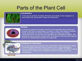 Plant cell rex | PPT
