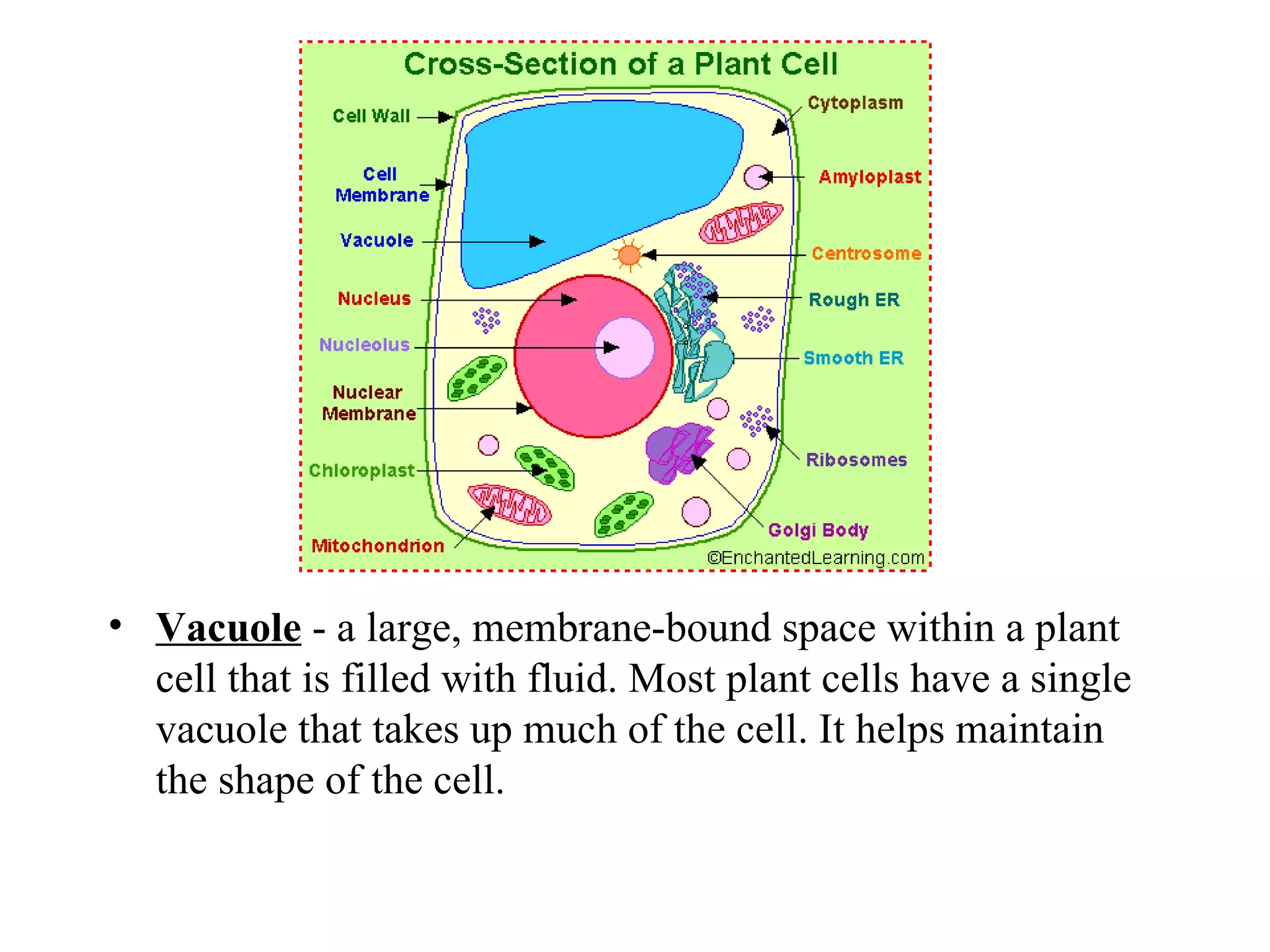 Plant cells | PPT