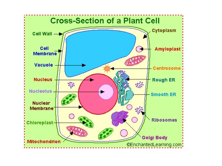 Plant cell labels and functions