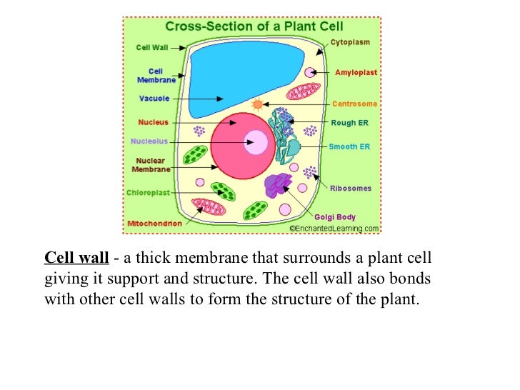 Plant Cells