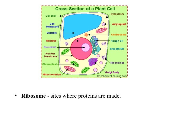 Plant Cells
