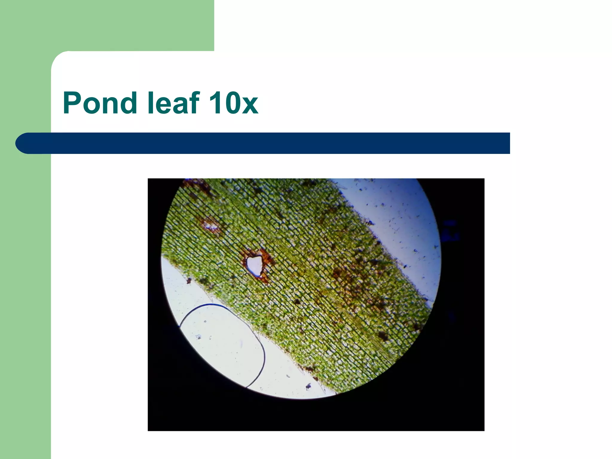 Plant cells and pond sample pictures | PPT